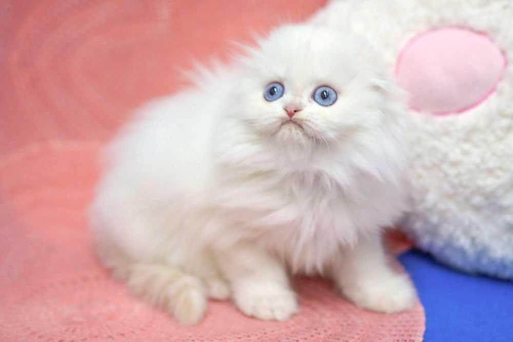 Шотландське кошеня!Клубне