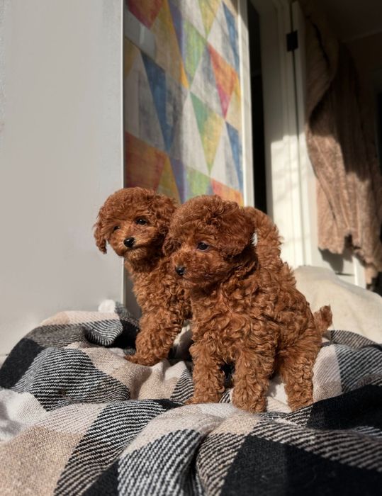 Той пудель ред браун дівчинка - щеплення, паспорт, доставка Україна/ЄС