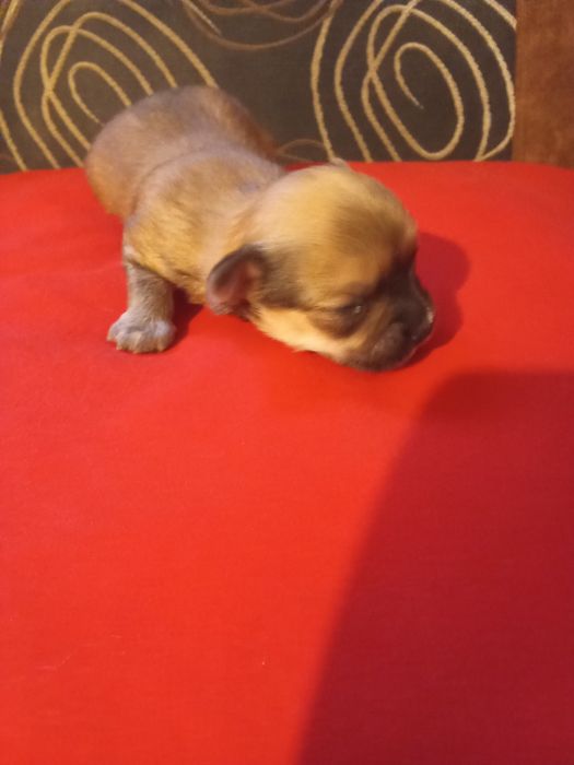 Rezerwacja suni Chihuahua długowłosa