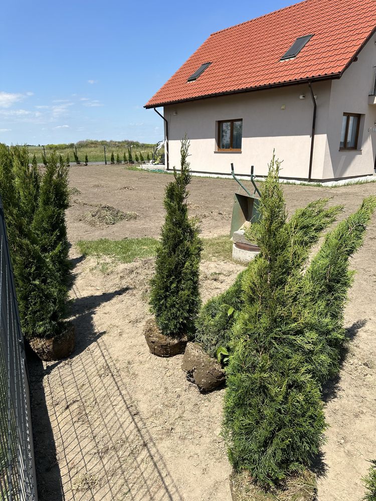Tuja szmargd SADZENIE TRANSPORT producent plantacja