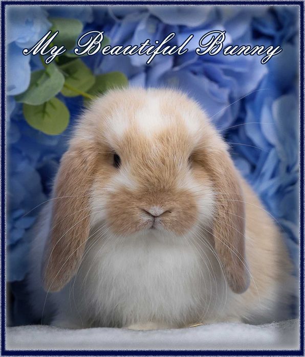 Piękny Młody Królik Mini Lop - Cream Butterfly