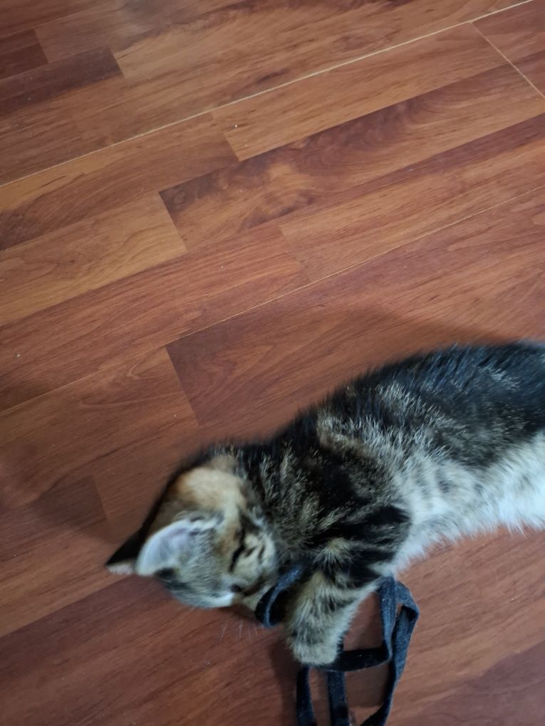 Котик безкоштовно