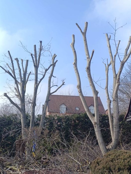 Чистка Участков Обрезка Деревьев Черновцы