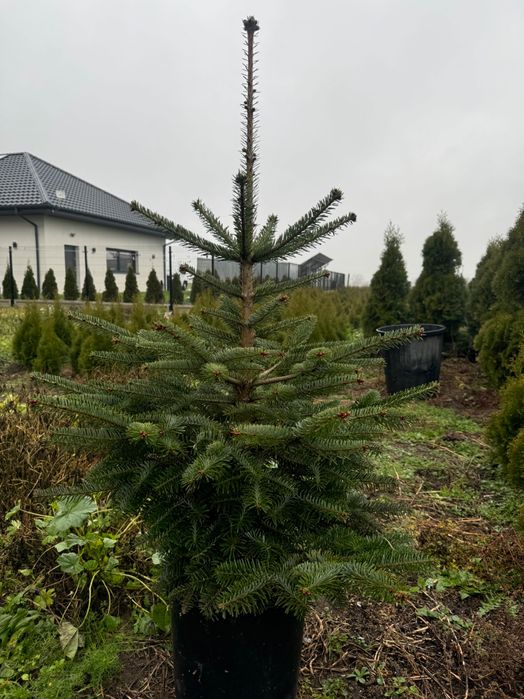 CHOINKI jodły kaukaskie 50zl