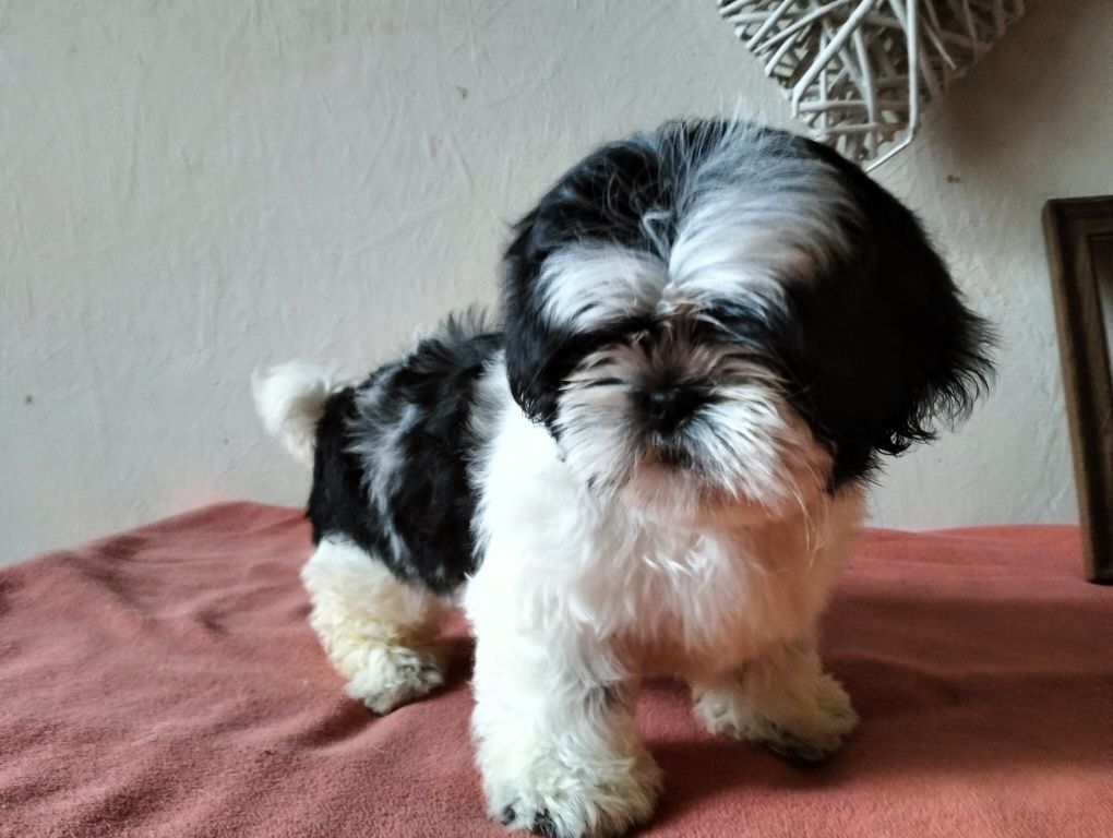 Cudowny piesek shih-tzu miniaturk