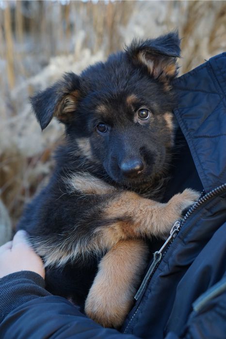 Owczarek niemiecki długowłosy szczeniak suczka