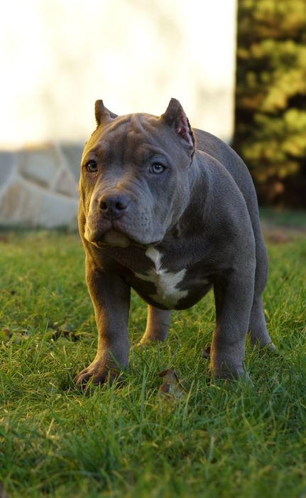 American Bully Pocket suczka