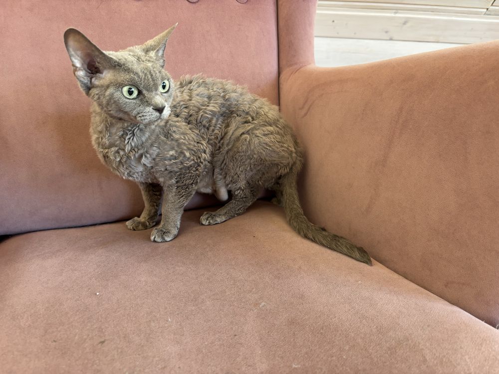 Kotka Devon Rex szuka swoich ludzi