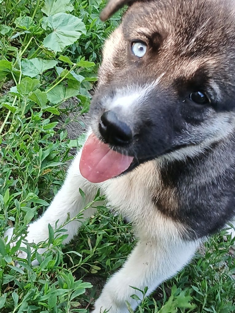 Цуценята хаскі плюс Східносибірська лайка