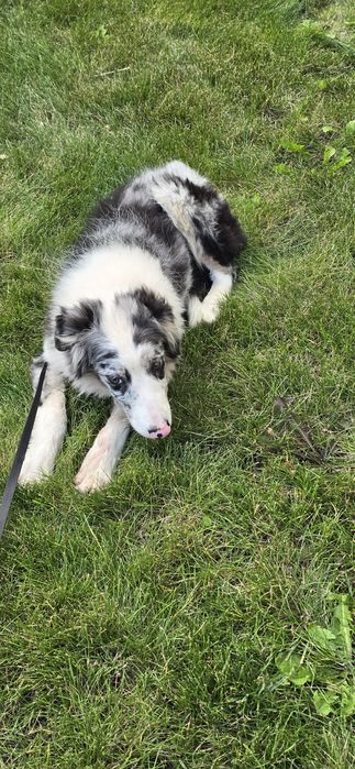 Border Collie suczka