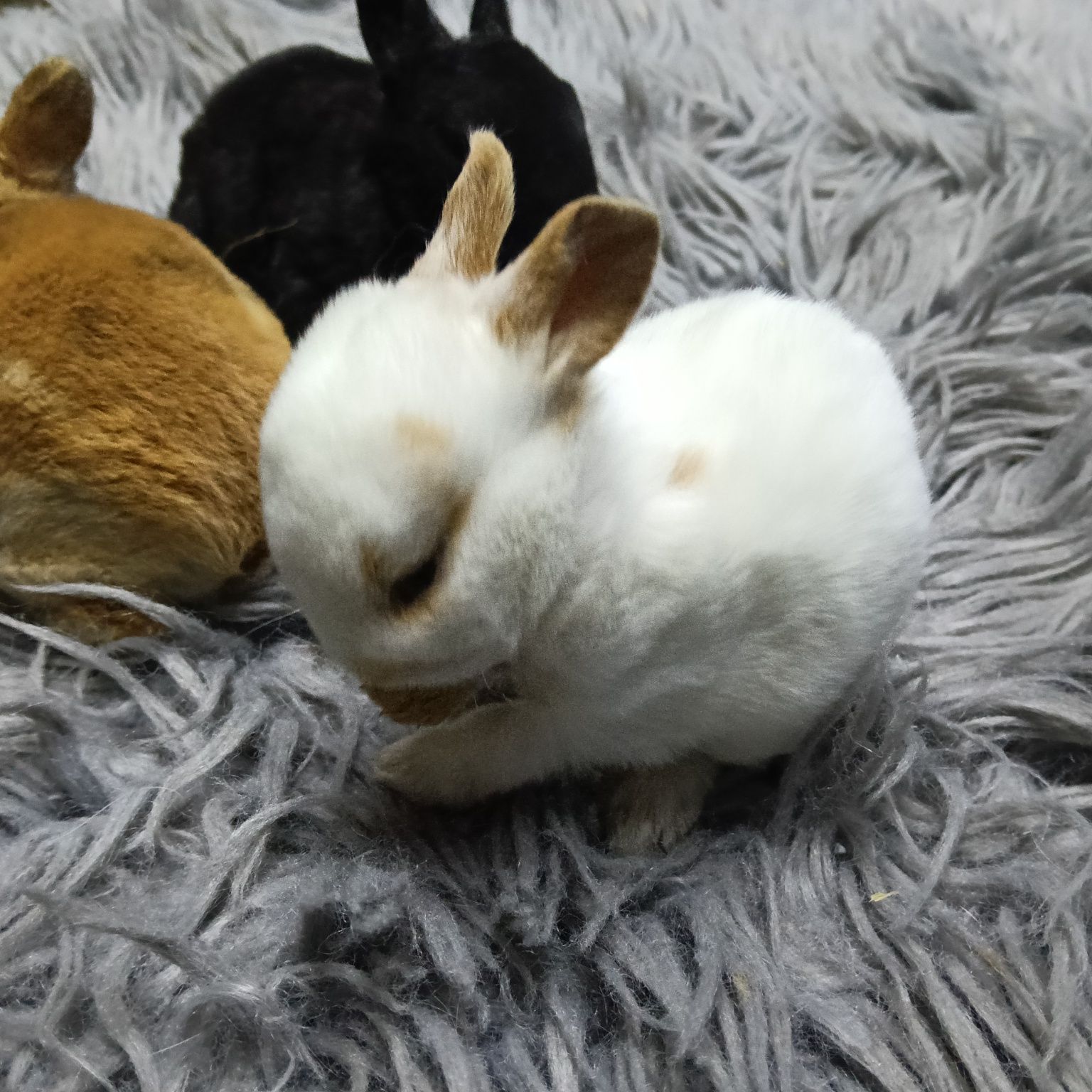 Króliczki miniaturki Teddy Karzełek Rex Mini Lop Hermielin niebieskoki