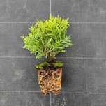 Thuja Danica tuja P9 do nasadzeń producent