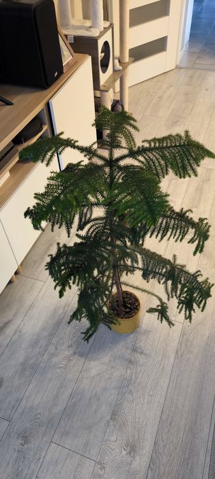 Araukaria wyniosła 1m