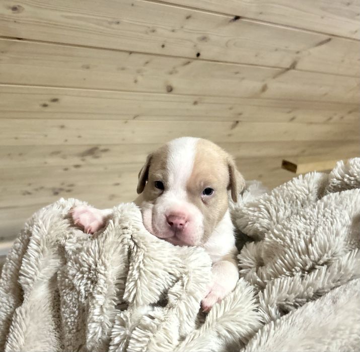American bully szczeniak samiec abkc