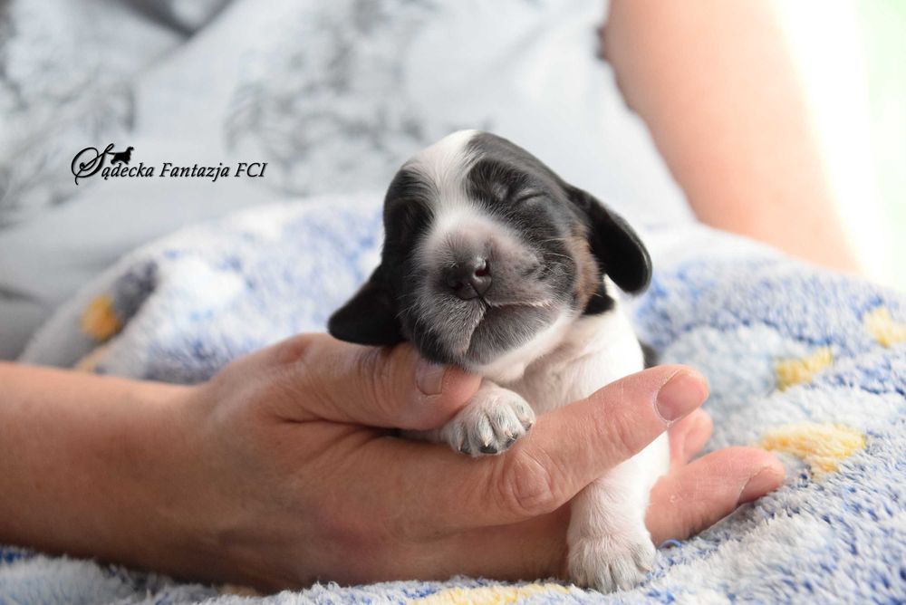 Cocker Spaniel Angielski - Szczenięta ZKwP