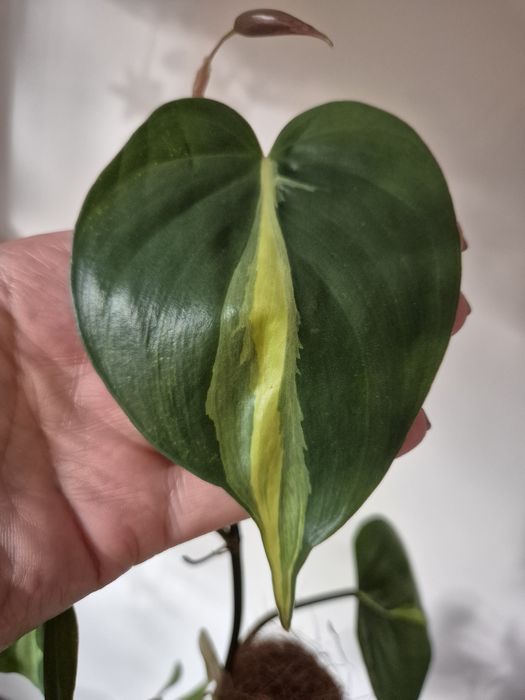 Philodendron Carnival