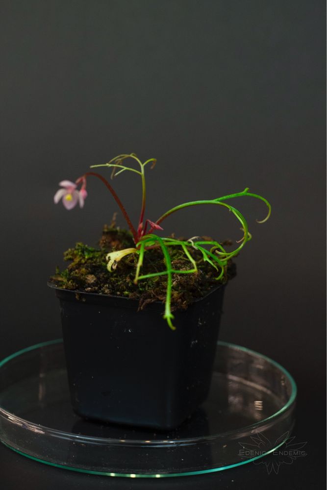 Nowość! Begonia pteridoides