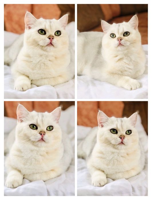 Невероятно красивая серебристая шиншилла. Купить в Киеве в Украине.