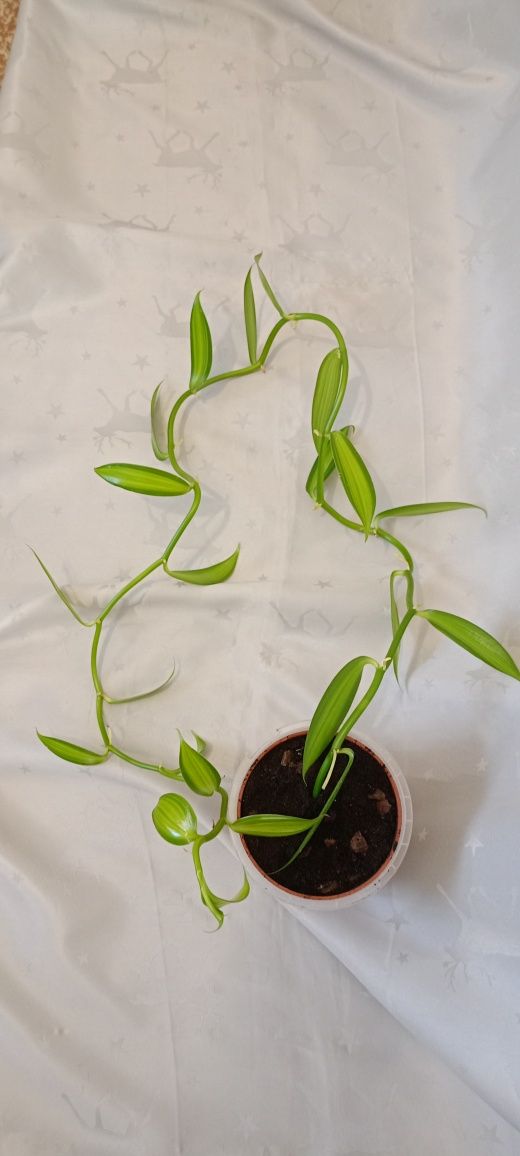 Орхідея Ваніль, 1м 50 см.