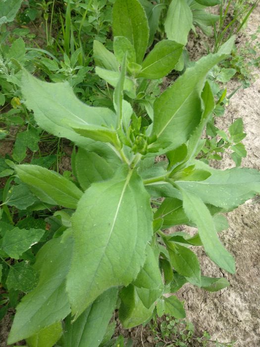 Rudbekia 4 duże sadzonki z pąkami