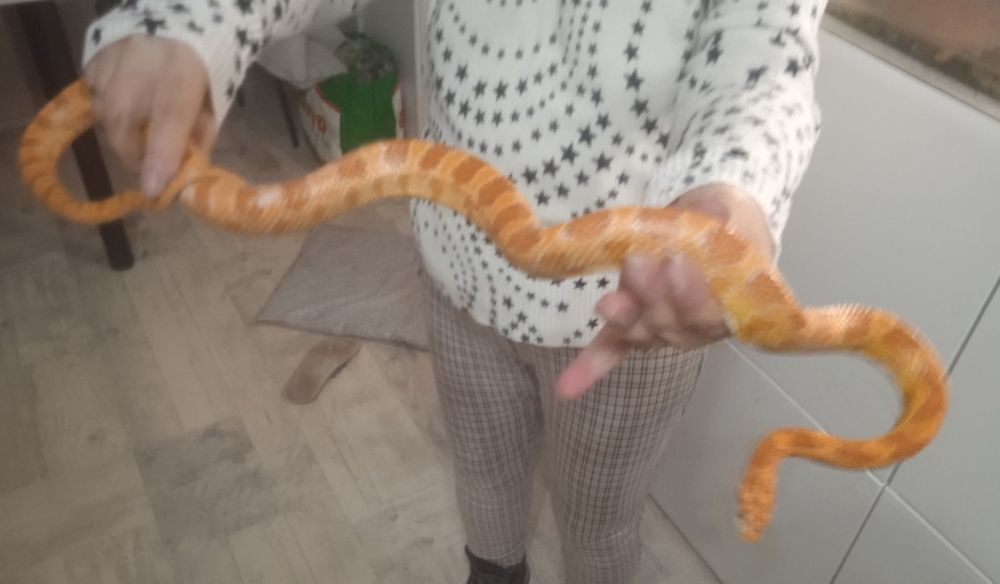 Wąż zbożowy półtora roczny