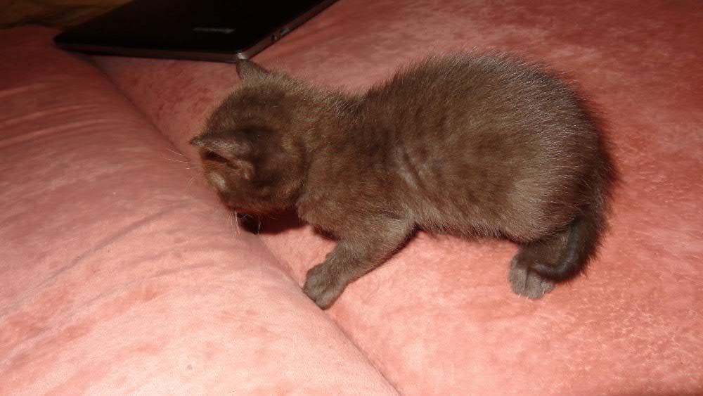 Бурманские котята (бурма)