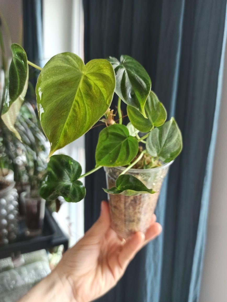Rezerwacja Philodendron Verrucosum