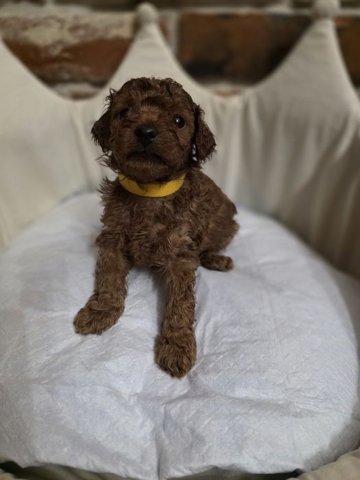 Piesek pudel toy red braun!!