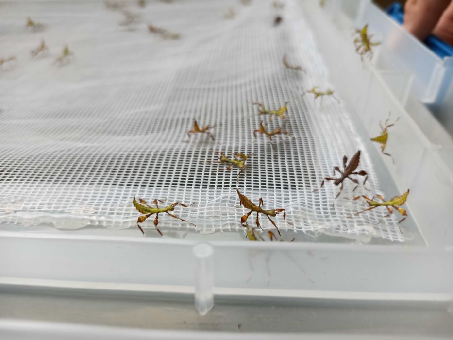 Liśćce Phyllium elegans, mimetyzm jak patyczaki, owady młode, za 20szt