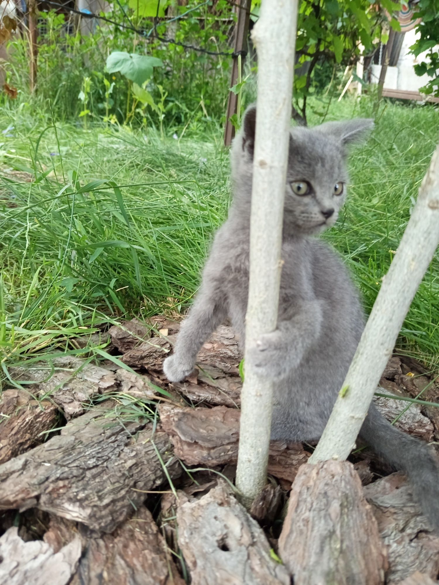 Прямовухий шотландець