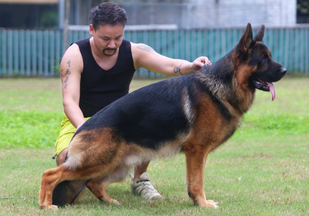 Owczarek niemiecki krótkowłosy fci