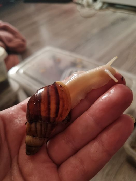 Lissachatina Albino Body