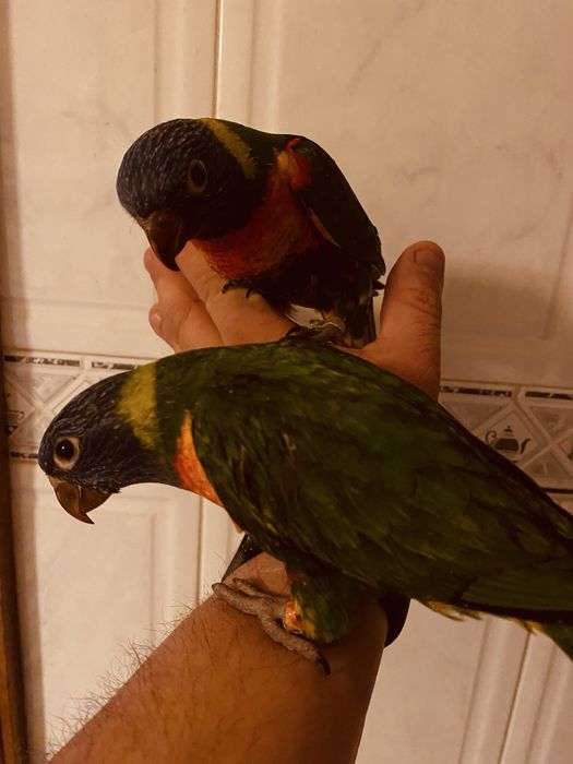 Loris Domesticado - Papagaio Arco Iris