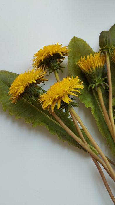 одуванчики из полимерной глины в наличии.