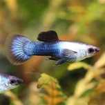 Guppy Koi  e  Guppy panda Azul(sem mistura)