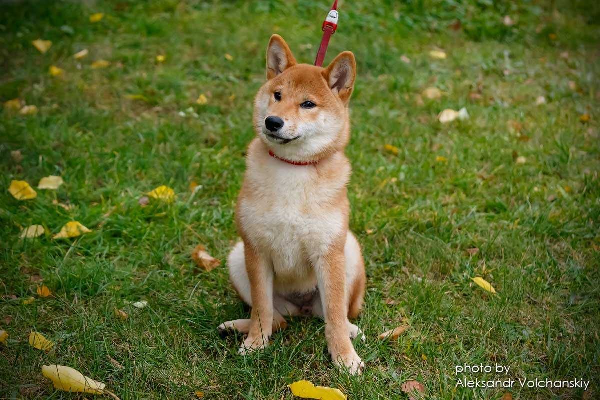 Шиба, шиба-іну, Сіба , сіба-іну, shiba-inu, цуценята TODAISOU