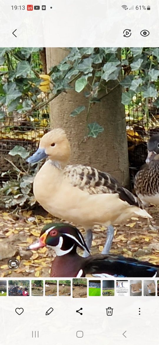 Vendo casais de patos