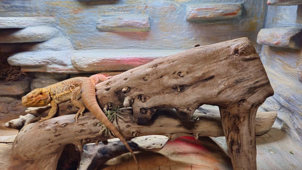 Terrarium  duże masywne