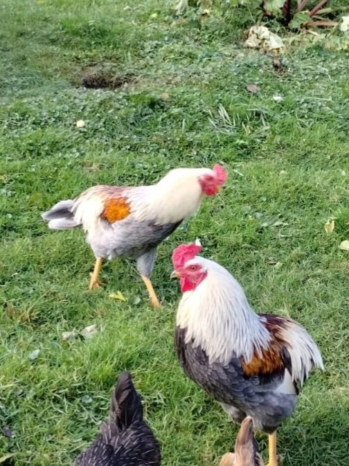 Kogut Araukana 2 koguty