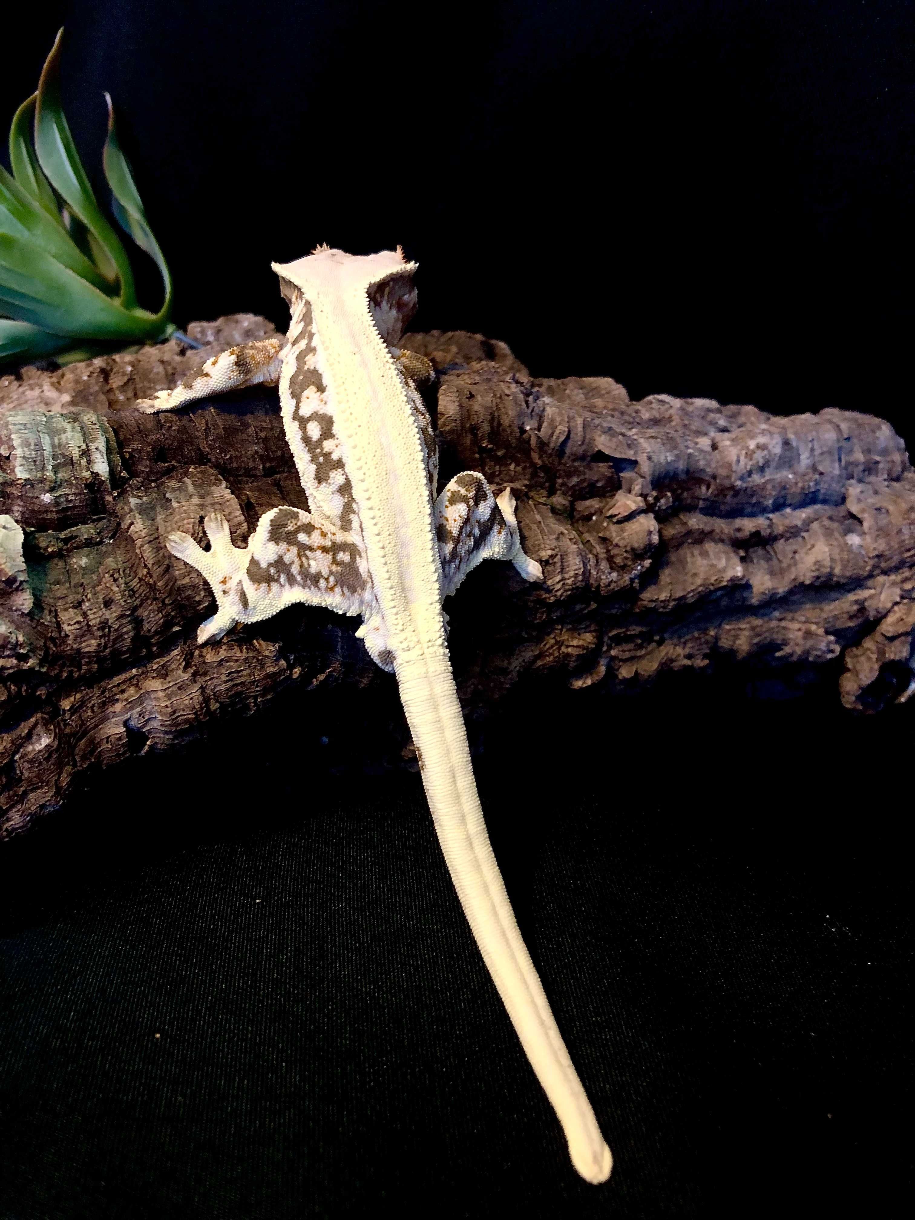 Gekon orzęsiony Crested Gecko Correlophus ciliatus SAMIEC Lilly White