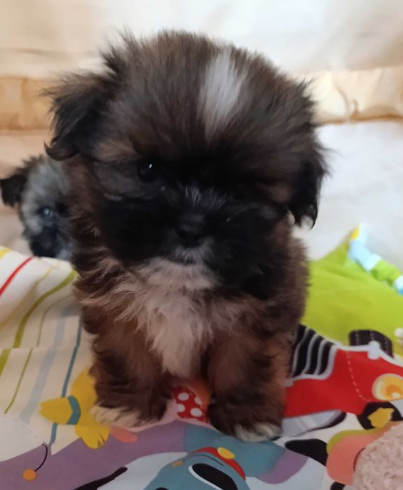 Маленький красунчик Ши-тцу, 3 місяці, Київ