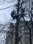 Удаление, обрезка деревьев,арборист.