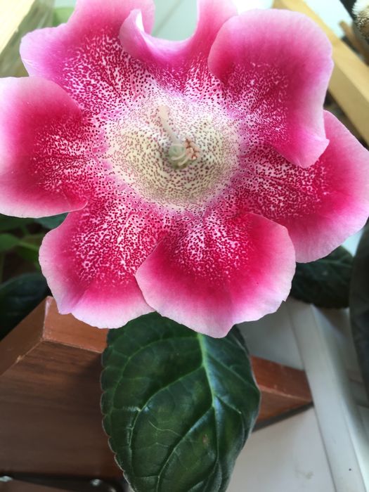 Глоксиния разные цвета