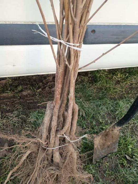 Drzewka owocowe wszystkie odmiany