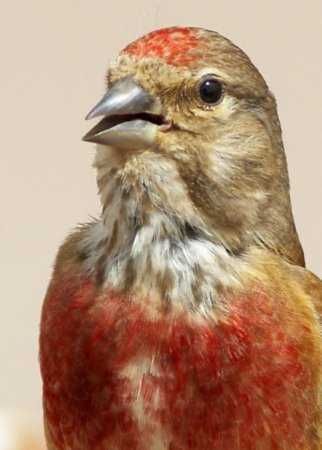 Varias aves de Fauna anilhadas 2024/2025