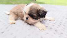 Piesek szczeniak shih tzu