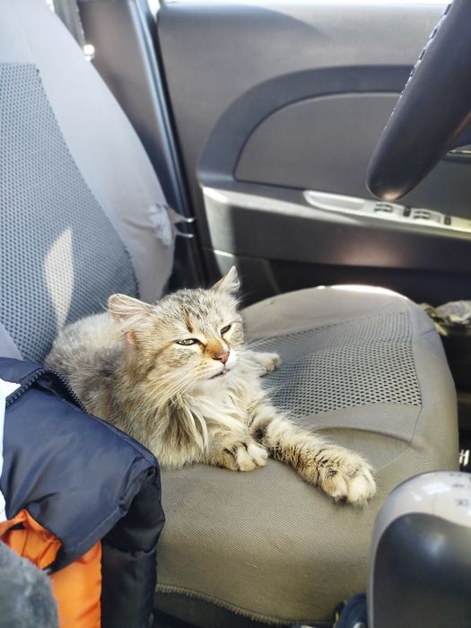 Кошка в хорошие руки ласковая компаньон в добрі руки