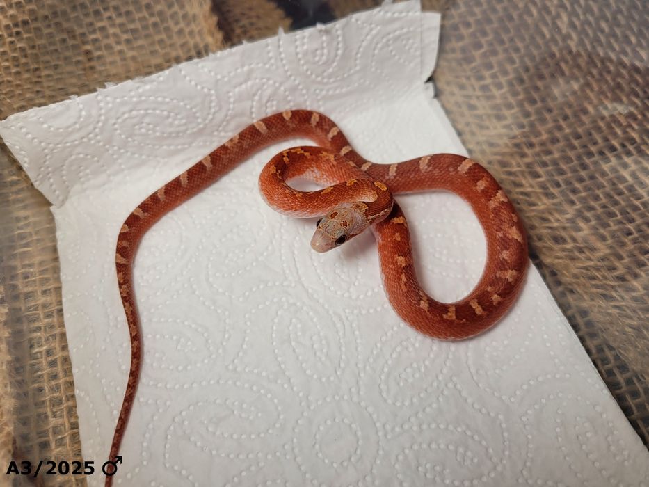 Wąż zbożowy Bloodred Pied