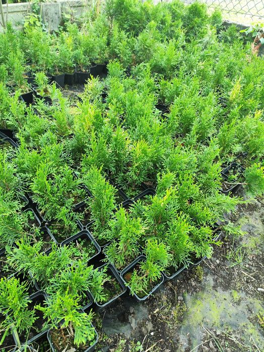 Tuja szmragd / gold sadzonki ok 17 cm p9