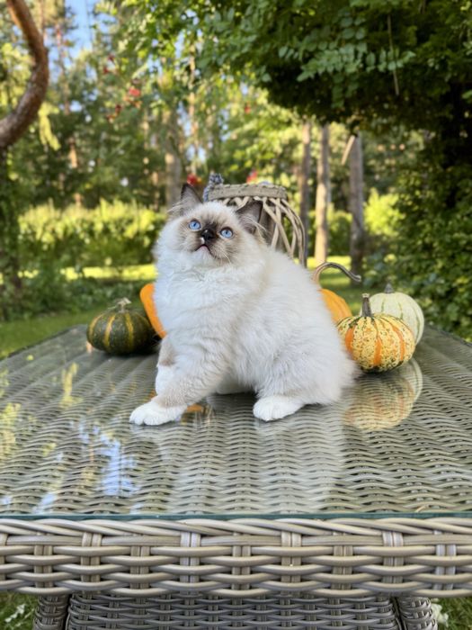 Ragdoll cudna kotka Sabrinka seal bicolor z rodowodem FIFE/FPL